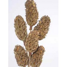 MAGNOLIA PODS Natural 16"- OUT OF STOCK